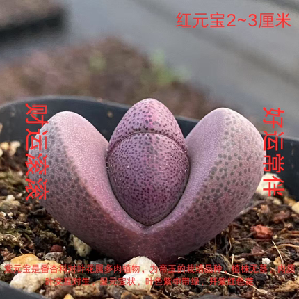 多肉植物红元宝绿元宝财运滚滚好运相伴东方东南方摆放植物小型