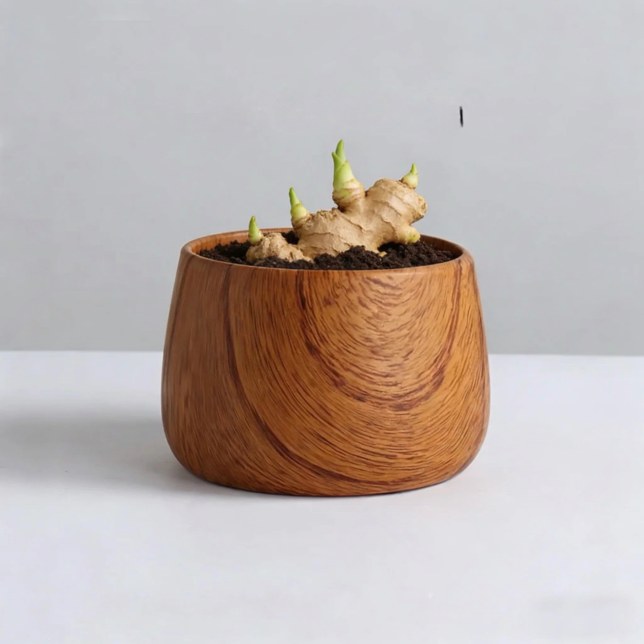 旺运木质纹禄根盆栽带芽灵草好养不当生姜苗种绿植办公室桌面盆景