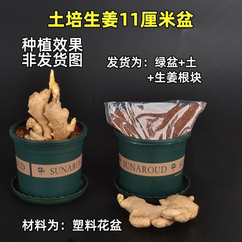 禄根盆栽带芽好养灵草不当生姜苗种植植物办公室内桌面小绿植盆景