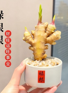 【禄根生姜】福禄双全盆栽生姜可水培土培好养禄根办公室绿植