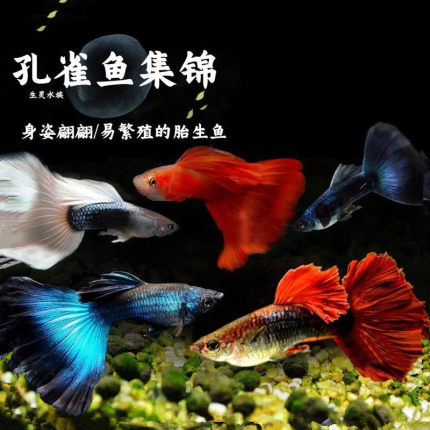 孔雀鱼淡水胎生鱼活体好养冷水金鱼小型热带观赏鱼精品纯种凤尾鱼