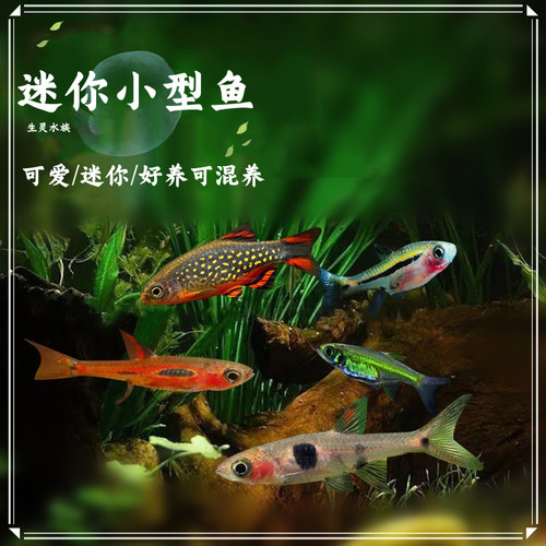 圆点绿晶露比阿玛三色灯小丑鱼