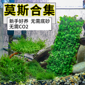 莫斯MOSS大三角水晶松茸鹿角苔美凤火焰珍珠玫瑰莫斯片水草片 包邮