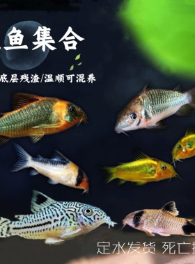 老鼠鱼底栖鱼清道夫花椒咖啡白鼠金苔月光鼠珍珠鼠熊猫鼠除藻鱼
