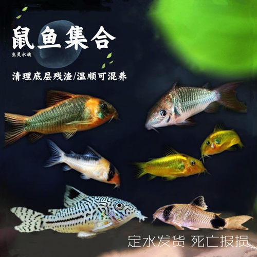 老鼠鱼底栖鱼清道夫花椒咖啡