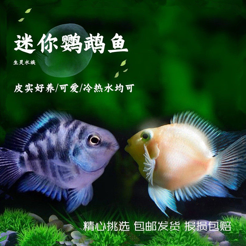 热带淡水迷你宝蓝白金鹦鹉短鲷鱼波子凤凰好养易活小型草缸观赏鱼
