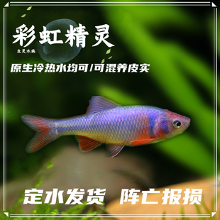 包邮 彩虹精灵鱼原生冷水鱼耐寒好养卢伦真小鲤淡水水族活体观赏鱼