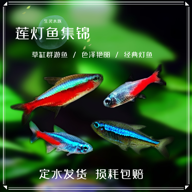 燈科熱帶魚活體巴西印尼寶蓮燈