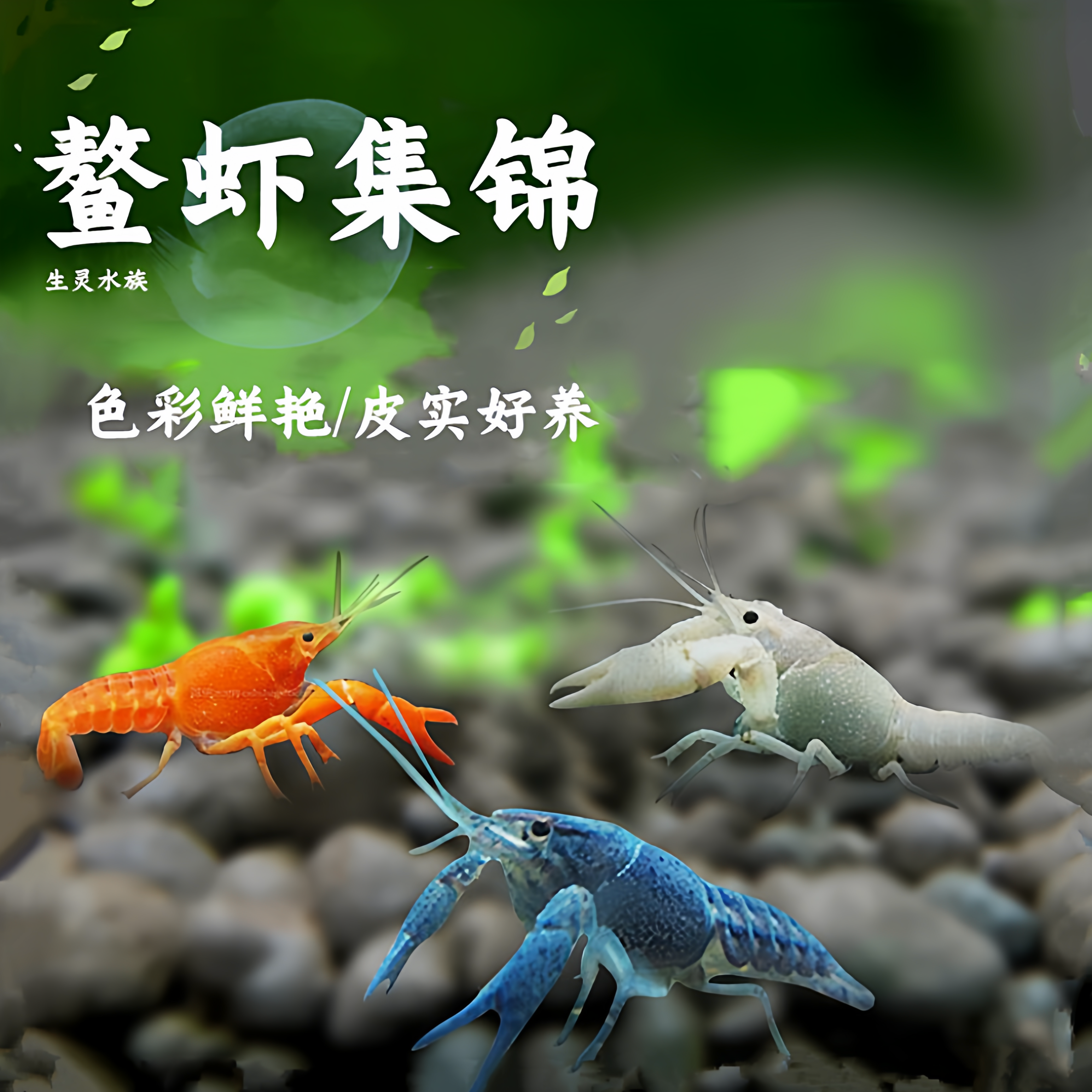 佛蓝鳌虾冷水观赏宠物虾佛兰熬虾佛罗里达蓝橙白敖虾活体