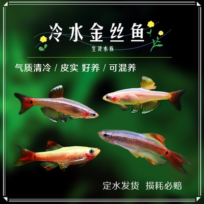 白云瑰丽金丝鱼小型原生鱼冷水