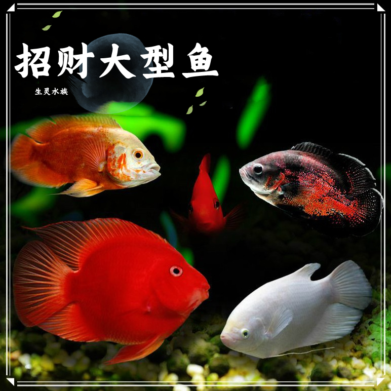 正宗起头红财神鱼平嘴红财神鱼一字嘴爆头高端红财神鱼苗活体包邮