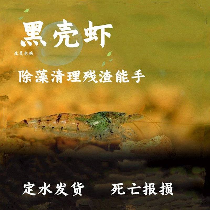 黑壳虾套餐水族箱除藻虾观赏虾清洁虾活体饲料工具虾草缸鱼缸造景,宠物/宠物食品及用品,虾,淘宝优惠券,粉丝福利购,淘宝优惠卷