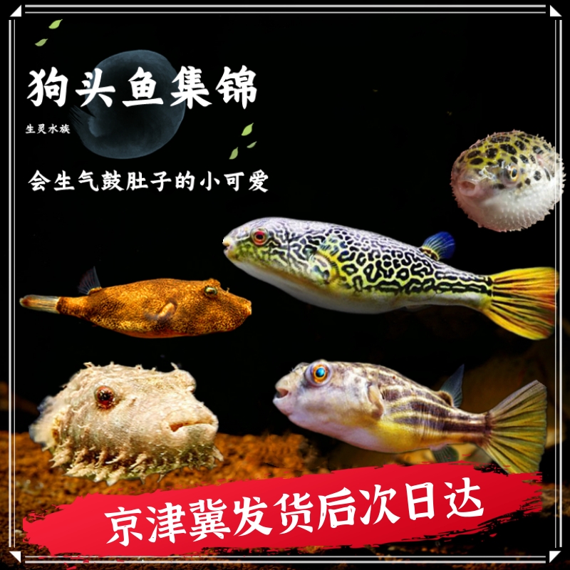 淡水河豚毛毛狗头活体斑马