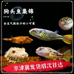 热带观赏鱼斑马狗头鱼淡水河豚毛毛皇冠狗头大金娃娃潜水艇包活体