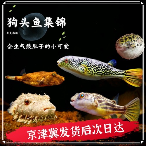 淡水河豚毛毛狗头活体斑马