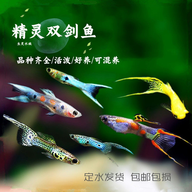 精灵孔雀鱼活体安德拉斯日本兰双剑精灵鱼熊猫精灵鱼约克逊孔雀鱼