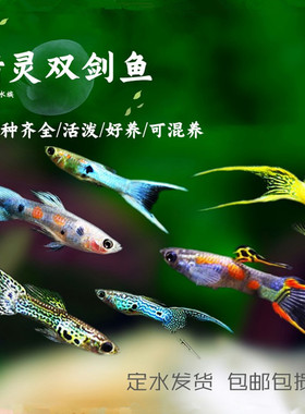 精灵孔雀鱼活体安德拉斯日本兰双剑精灵鱼熊猫精灵鱼约克逊孔雀鱼