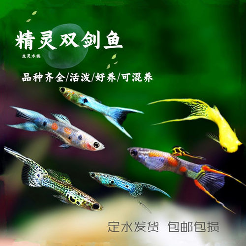 精灵安德拉斯双剑约克逊孔雀鱼