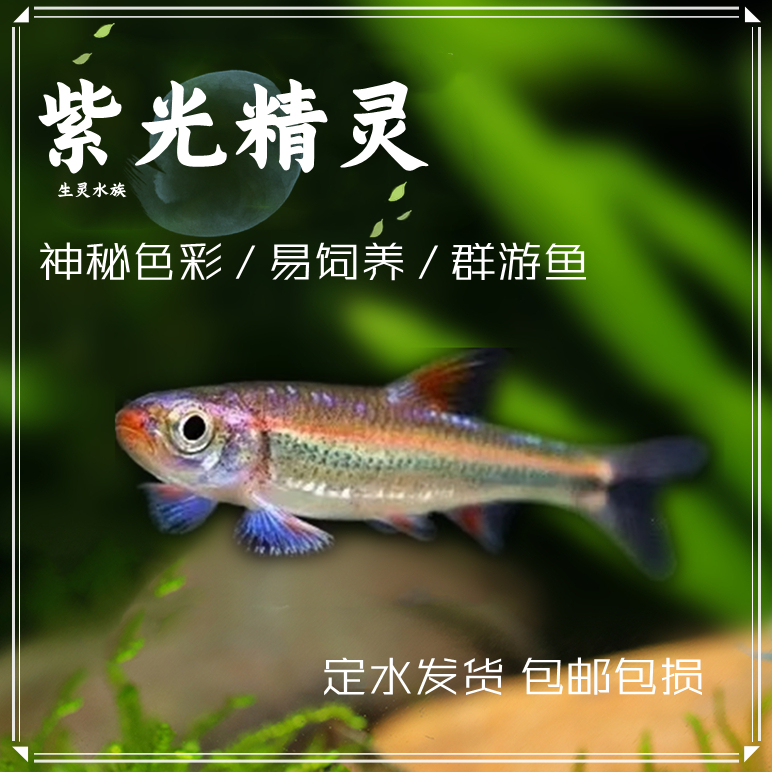 鱼活体鱼群中小型观赏鱼