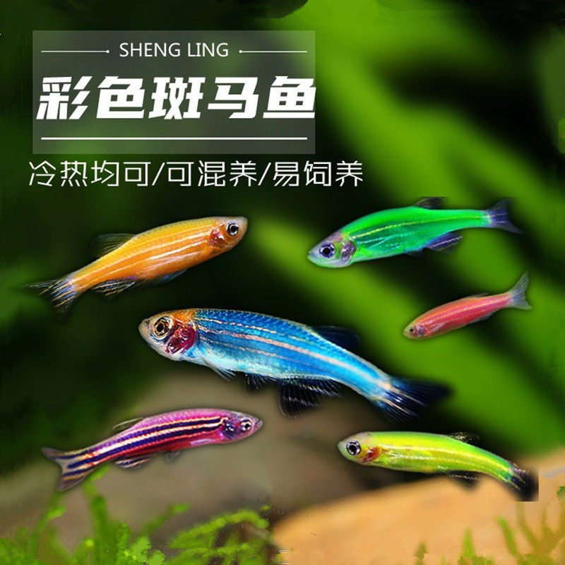 灯科鱼斑马鱼活体冷淡水新练手好养红绿宝莲灯小型热带观赏金鱼苗