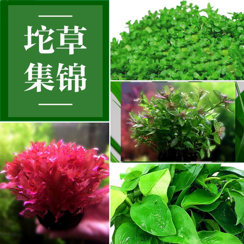 懒人水草合集迷你珍珠水榕活体