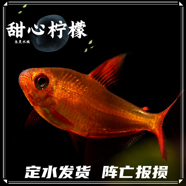 甜心柠檬热带鱼灯科混养