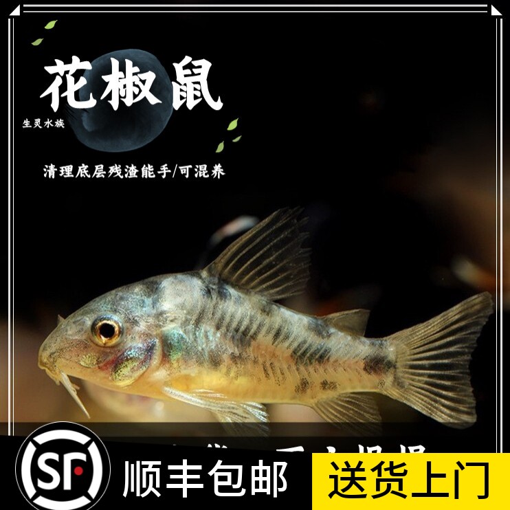 花椒鼠鱼除藻观赏工具鱼热带鱼鼠鱼清道夫活体宠物小精灵包活报损