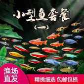 热带观赏活鱼好养宝莲灯斑马淡水金鱼苗天使孔雀小型红绿灯科小鱼