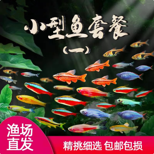 热带淡水观赏活鱼好养幼鱼苗