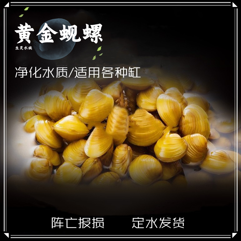 包郵凈水黃金蜆螺凈水黃金蜆螺