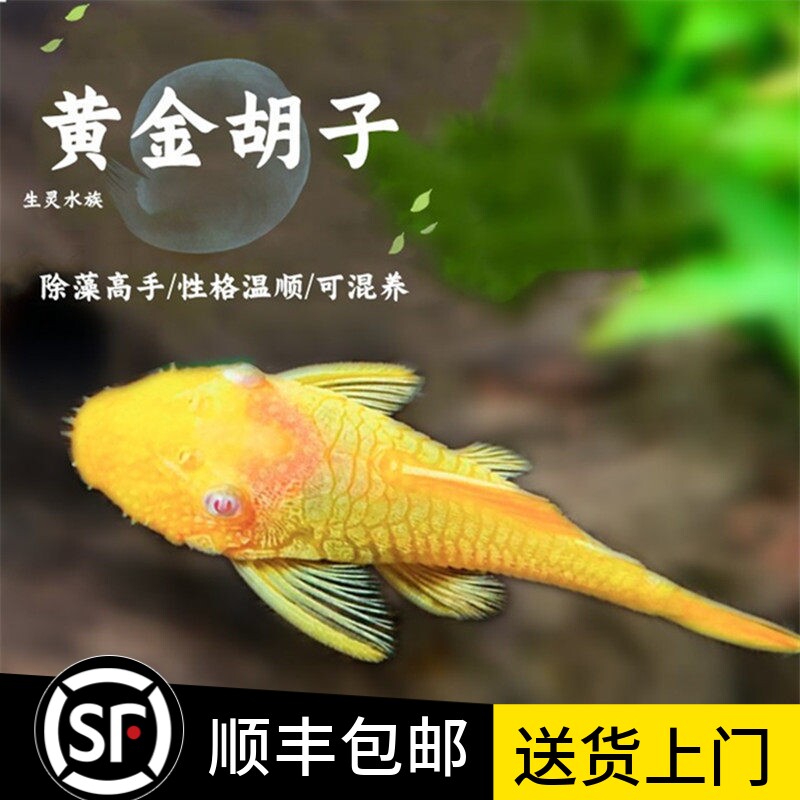 清缸工具鱼蓝眼胡子鱼黄金红眼大帆红蜻蜓直升机除藻鱼草缸包邮