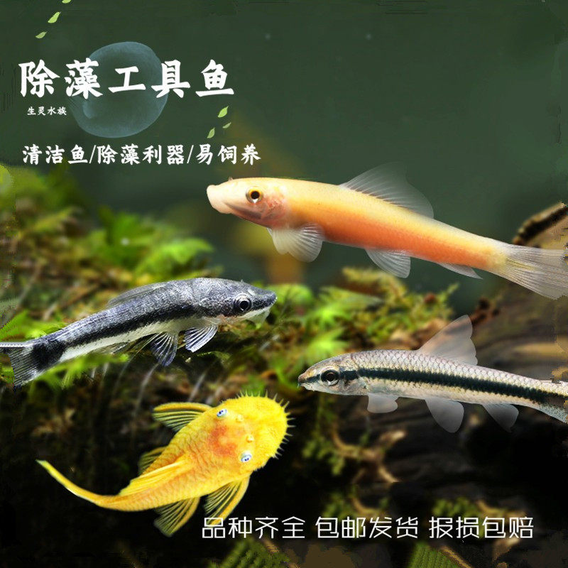 包邮热带观赏鱼除藻鱼清道夫垃圾鱼底栖鱼鼠鱼工具鱼清洁工异形鱼