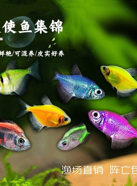 彩色天使冷水淡水好养易活小型鱼