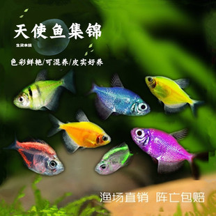 天使鱼活体观赏鱼大号七彩裙好养淡水群游荧光绿衣小型热带鱼批发