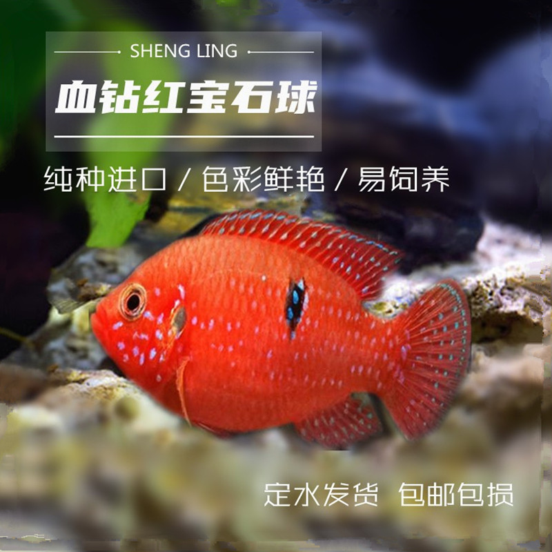 包邮红宝石鱼热带观赏鱼血钻三湖慈鲷鱼蓝宝石鱼活体淡水鱼宠物鱼