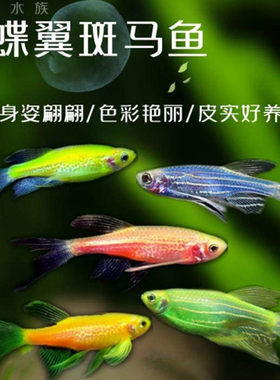 长鳍长尾蝶翼斑马龙凤稀有观赏鱼