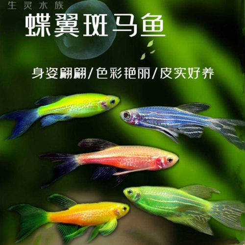 长鳍长尾蝶翼斑马龙凤稀有观赏鱼