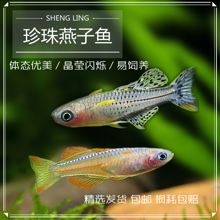 大帆珍珠燕子 热带观赏鱼草缸群游蓝霓虹阿鲁黄帆桔色珍珠活体鱼