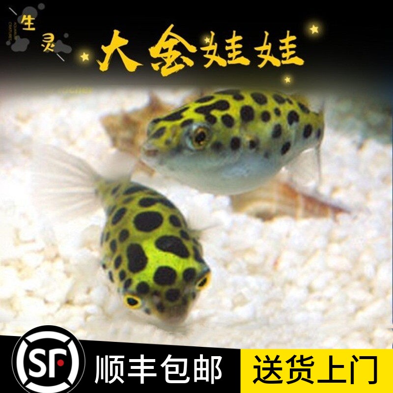 大金娃娃河豚活体潜水艇巧克力娃娃鱼草缸除螺宠物小型热带观赏鱼