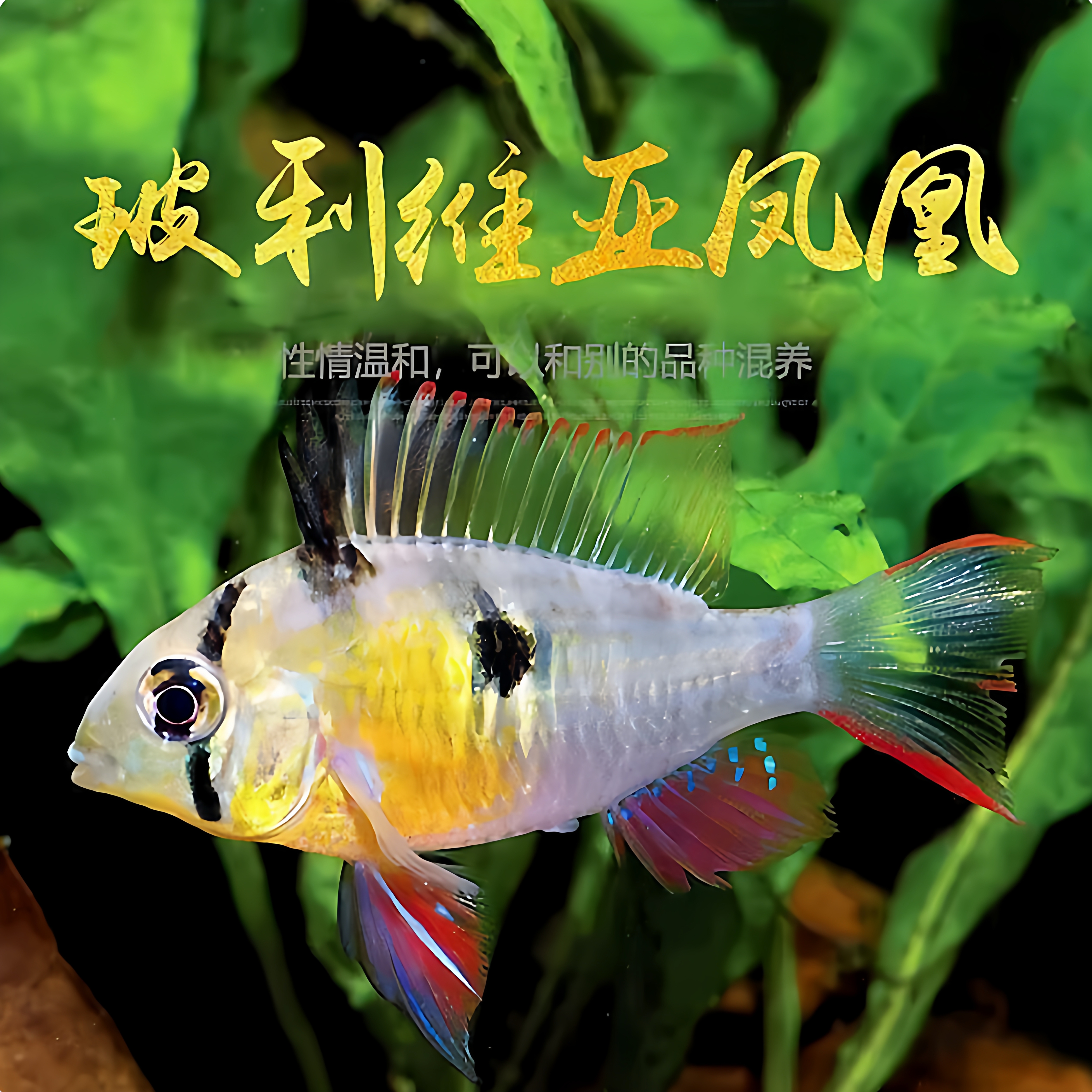 玻利维亚凤凰袖珍蝴蝶鲷南美鱼底层短鲷鱼草缸小型热带观赏鱼淡水