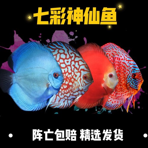 七彩神仙鱼观赏鱼热带鱼