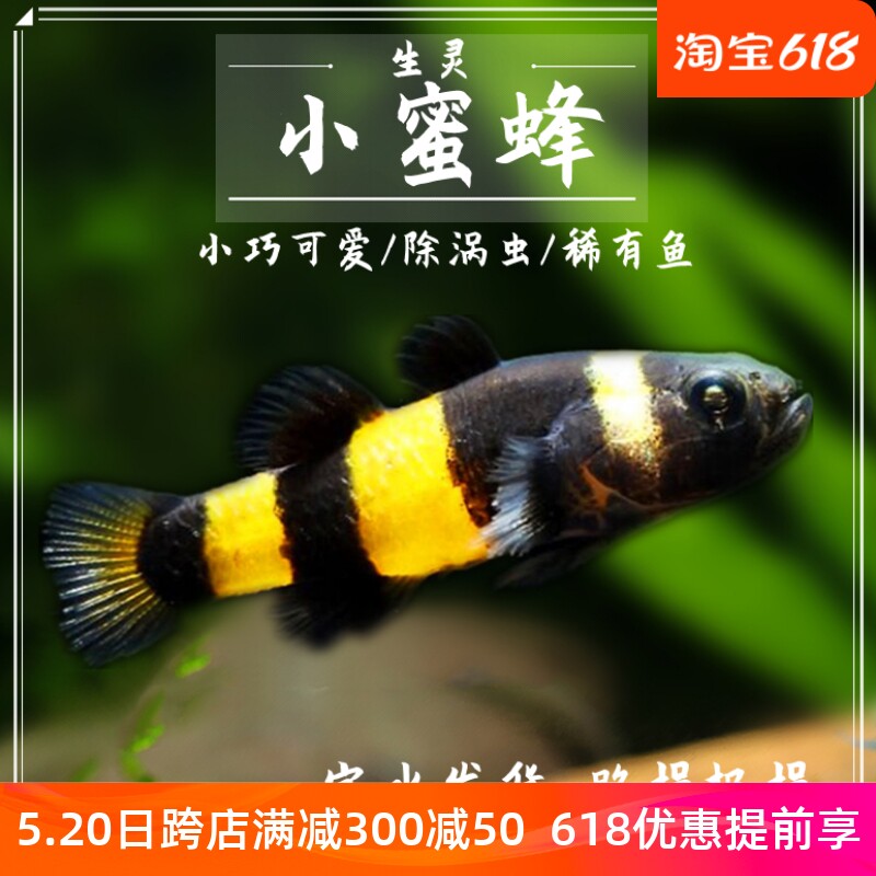小蜜蜂虾虎鱼泰国进口小型迷你吻虾虎除藻吃青苔观赏热带鱼活体鱼