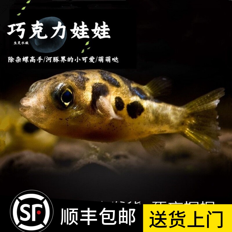 巧克力娃娃鱼河豚除螺蜗虫克星活体潜水艇草缸宠物小型热带观赏鱼