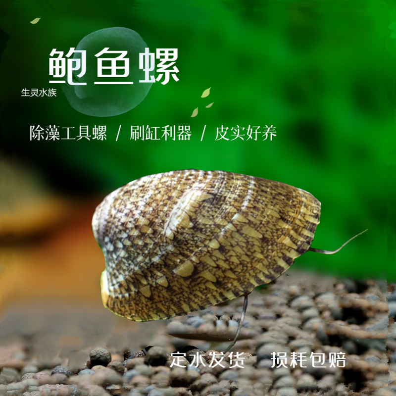 进口鲍鱼螺蜜蜂角斑马洋葱橙兔螺淡水水草鱼缸除藻观赏活体工具螺