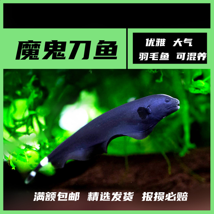 中型鱼观赏鱼多少钱 中型鱼观赏鱼优惠券免费领取 有条鱼