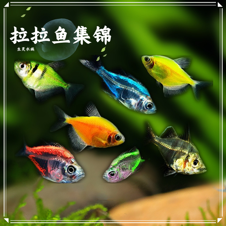彩色拉拉七彩透明玻璃拉拉鱼彩群进口热带观赏鱼活体鱼