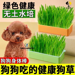 狗草狗狗吃的草宠物可以食用草助消化化毛草零食无土水培