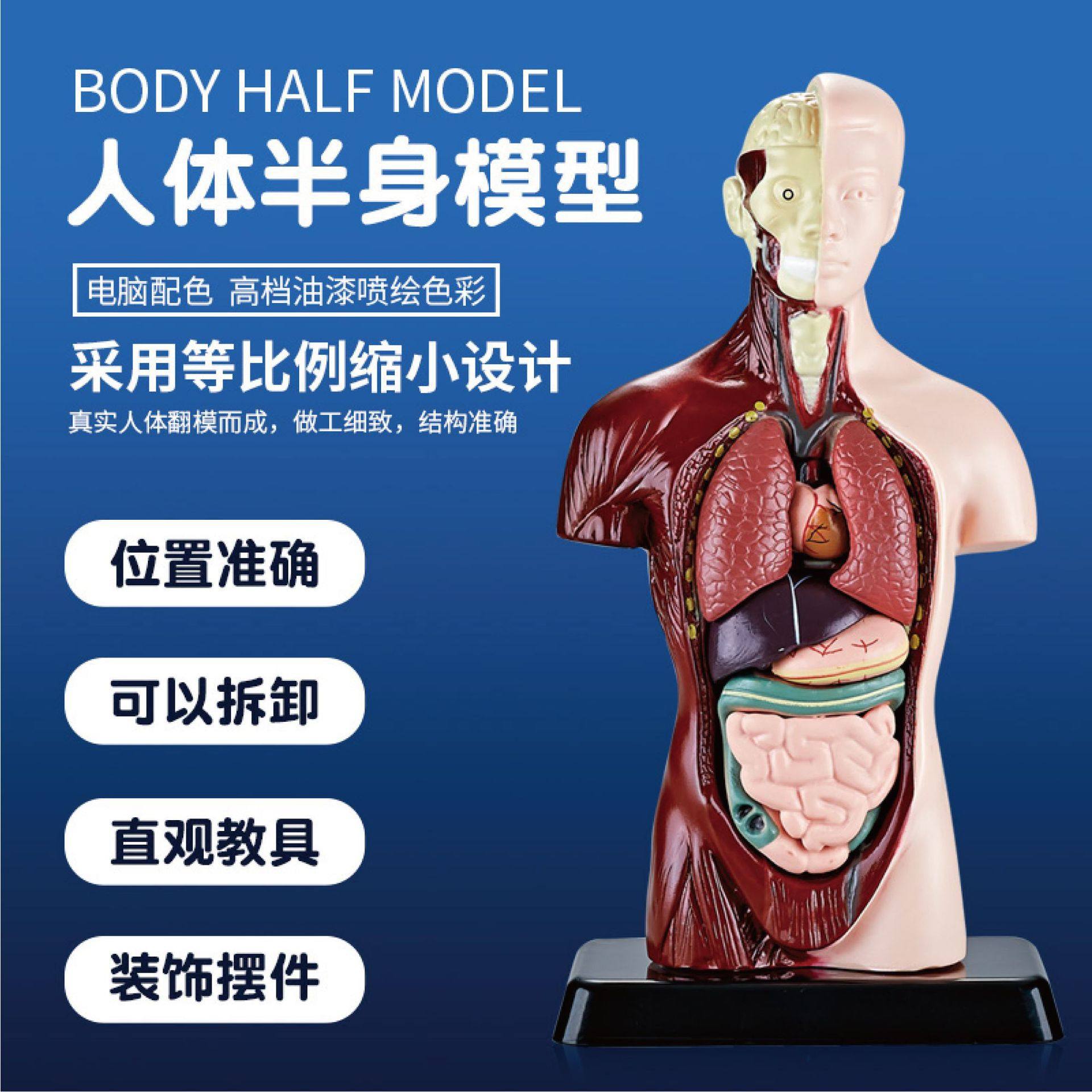 儿童医学仿真人体躯干身体内脏结构教学教具模型3d解剖玩具可拆卸