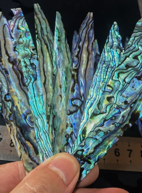新西兰鲍鱼贝片螺钿片大漆螺钿片贝壳片漆器漆画漆艺镶嵌材料首饰