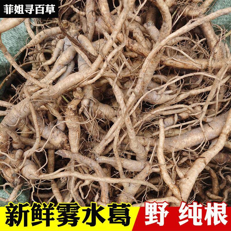 新鲜现挖野生雾水葛 绝脓膏根 雾水葛根 痔仓草 包邮纯野雾水葛